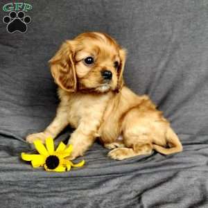 mr Harvey, Cavalier King Charles Spaniel Puppy